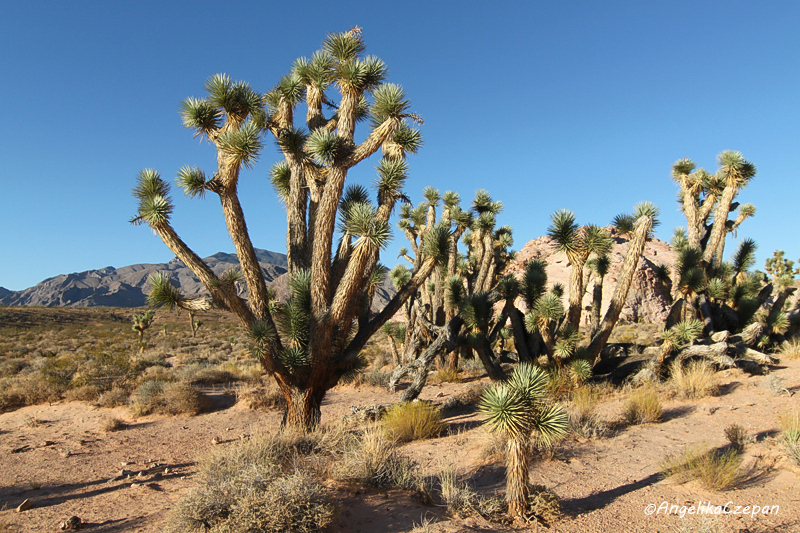 Joshua Trees